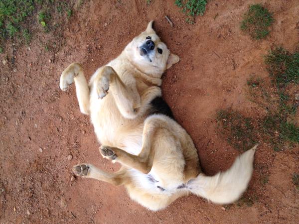 /Images/uploads/The Murphee and Sugar Angel Foundation/murpheeandsugar-pet-photo-contest-fundraiser/entries/27749thumb.jpg